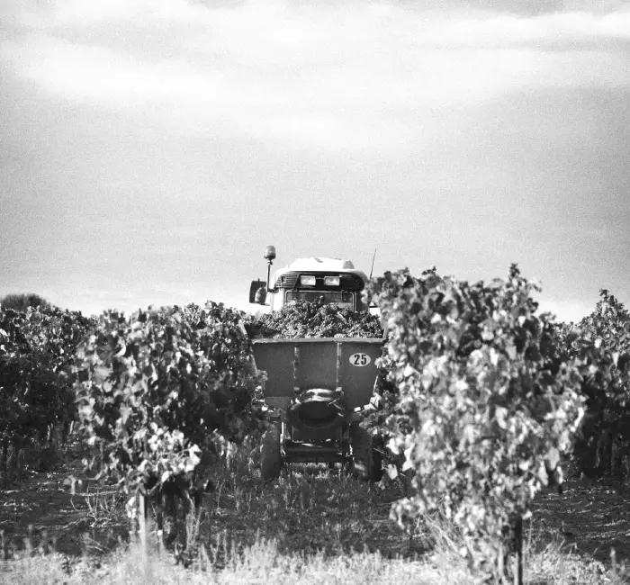 Accueil 9 - Les Vignerons du Narbonnais - Cave du Grand Narbonne Vignes et tracteur dans les vignobles des Vignerons du Narbonnais