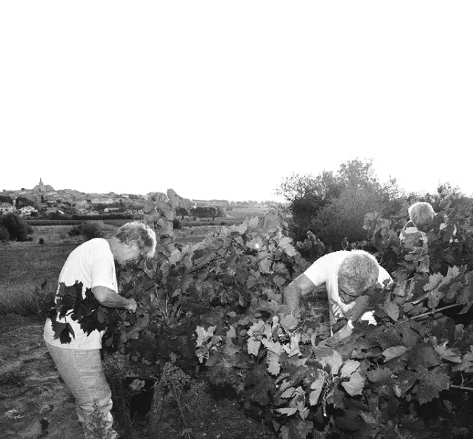 Accueil 10 - Les Vignerons du Narbonnais - Cave du Grand Narbonne Récolte du raisin par les Vignerons du Narbonnais